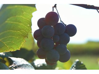 Grapes on farmland in Van Buren County, Michigan - LAND AUCTION - 300+/- ACRES SPECIALTY CROP - GRAPES AND HOPS - OFFERED IN 8 TRACTS IN VAN BUREN COUNTY, MICHIGAN
